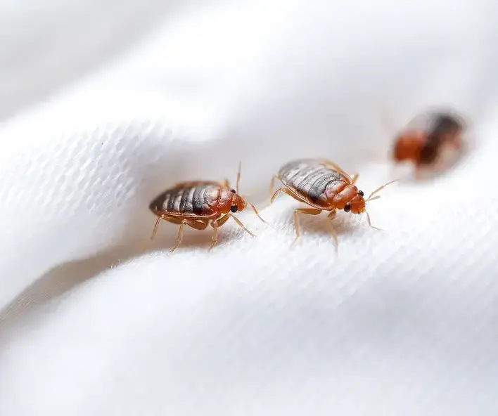 Bed Bug Inspection in a Cedar City, UT home