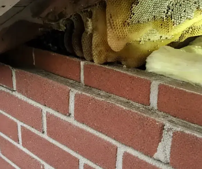 Chapman Pest Control technician applying bee treatment along a baseboard in a Cedar City, UT home