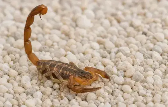 Scorpion Pest Control in Cedar City, UT