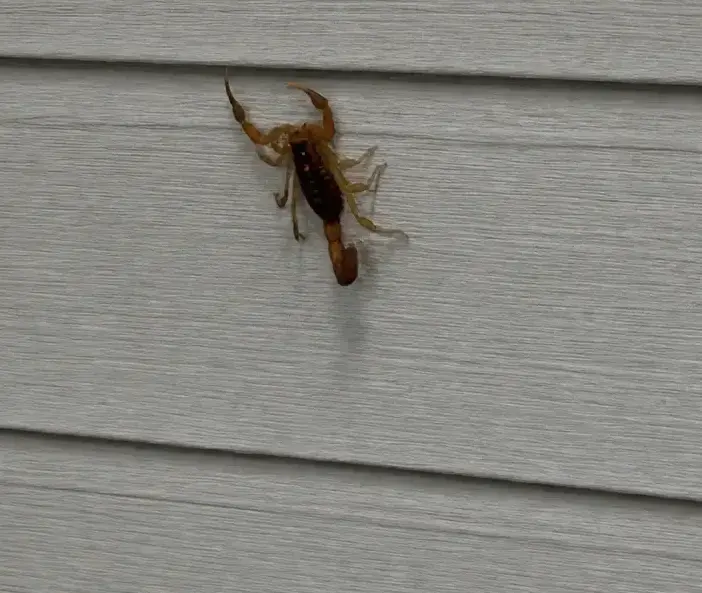 Scorpion Pest Control in a Cedar City, UT home