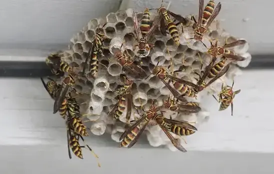 Wasp exterminator treating a Cedar City, UT home
