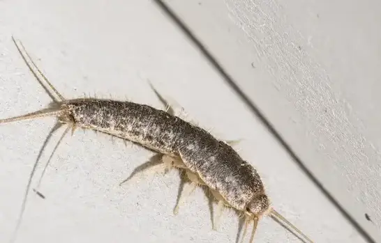 Silverfish exterminator treating a Cedar City, UT home