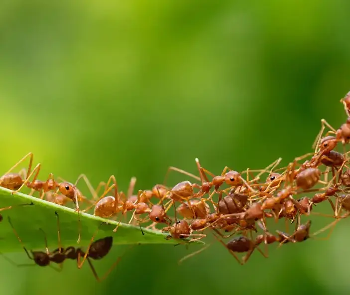 Ant Pest Control in a Cedar City, UT home