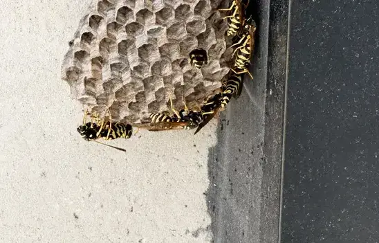 Wasp exterminator treating a Cedar City, UT home