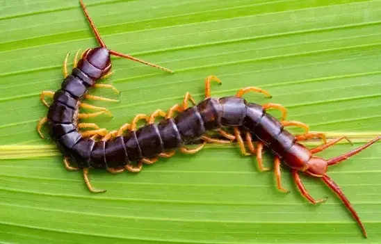 Centipede exterminator treating a Cedar City, UT home